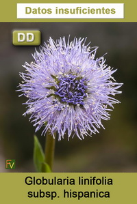 Globularia linifolia hispanica