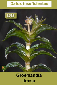 Groenlandia densa