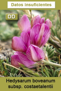 Hedysarum boveanum costaetalentii