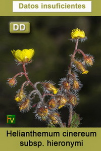 Helianthemum cinereum hieronymi