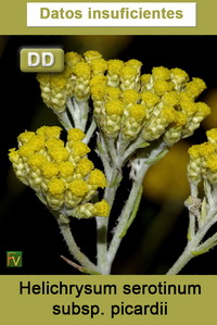 Helichrysum serotinum picardii