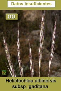 Helictochloa albinervis gaditana