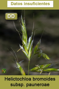 Helictochloa bromoides pauneroae