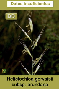 Helictochloa gervaisii arundana