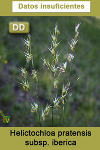 Helictochloa pratensis iberica