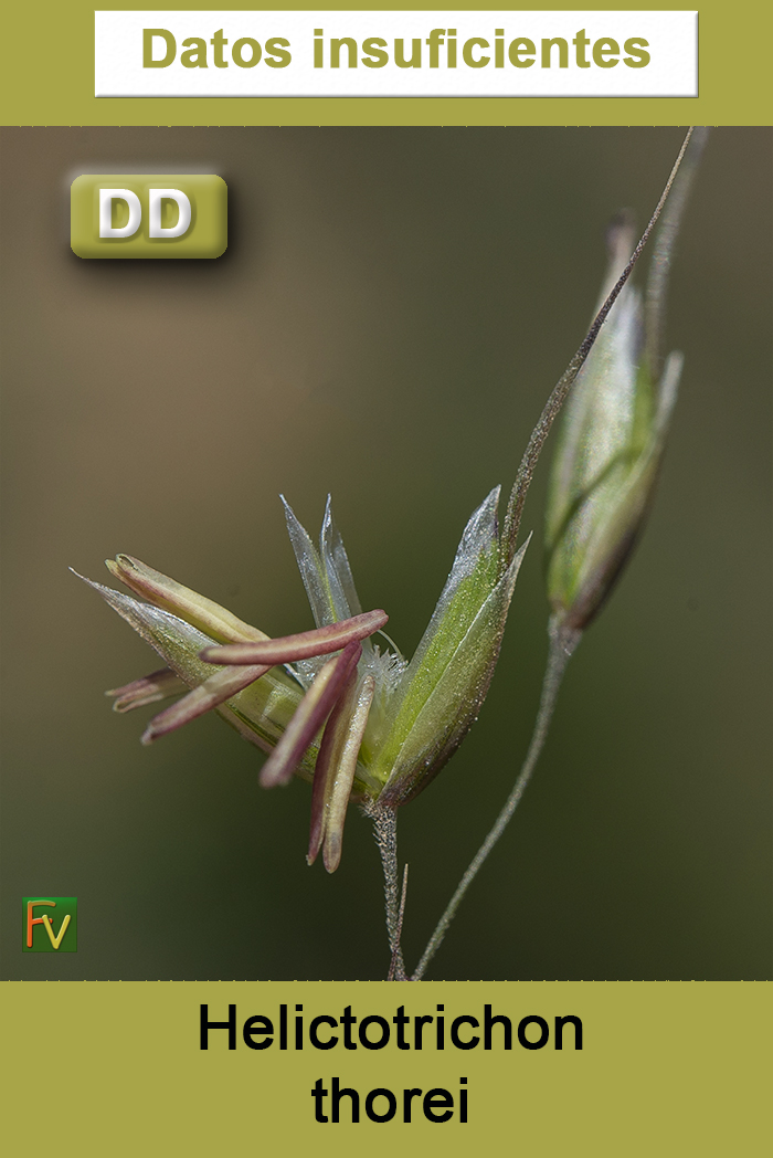 Helictotrichon thorei