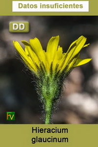 Hieracium glaucinum