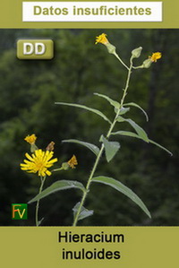 Hieracium inuloides