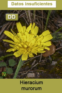 Hieracium murorum