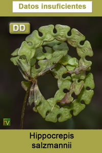Hippocrepis salzmannii