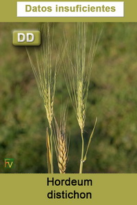 Hordeum distichon