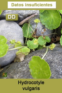 Hydrocotyle vulgaris