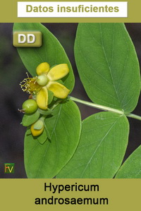 Hypericum androsaemum