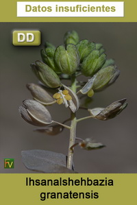 Ihsanalshehbazia granatensis