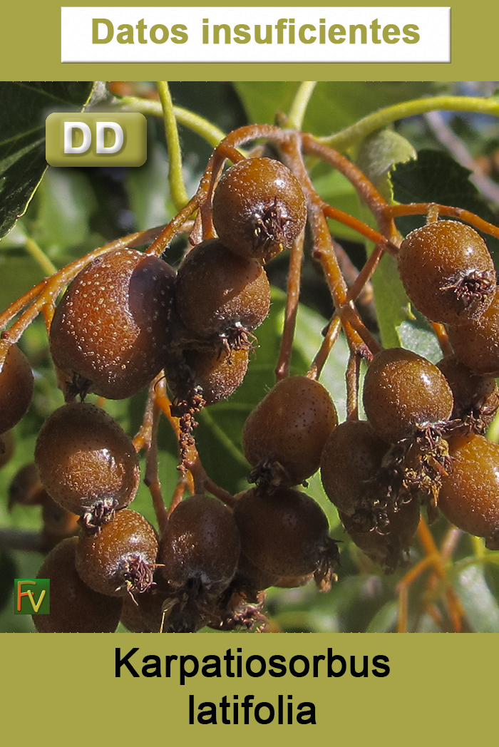 Karpatiosorbus latifolia