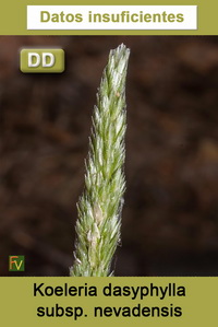 Koeleria dasyphylla nevadensis