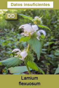 Lamium flexuosum