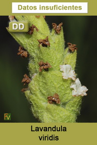Lavandula viridis