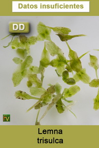 Lemna trisulca