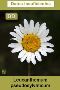 Leucanthemum pseudosylvaticum