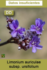 Limonium auriculae ursifolium
