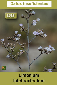 Limonium latebracteatum