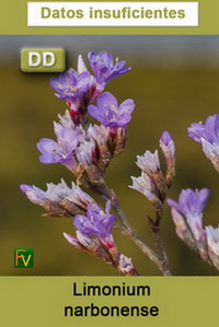 Limonium narbonense