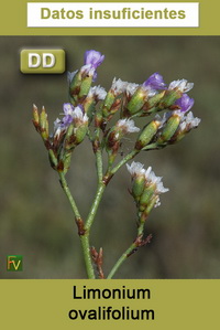 Limonium ovalifolium