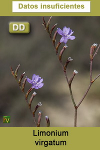 Limonium virgatum