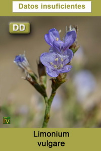 Limonium vulgare