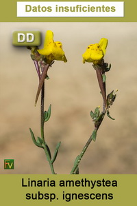 Linaria amethystea ignescens