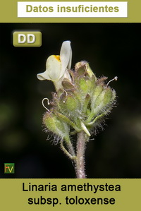 Linaria amethystea toloxense