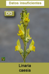 Linaria caesia