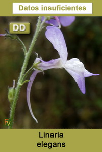 Linaria elegans