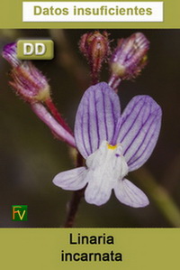 Linaria incarnata