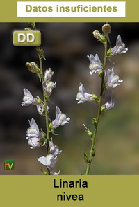 Linaria nivea