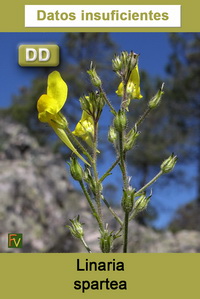 Linaria spartea