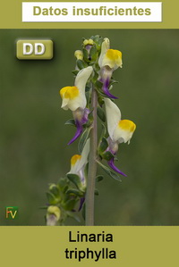 Linaria triphylla