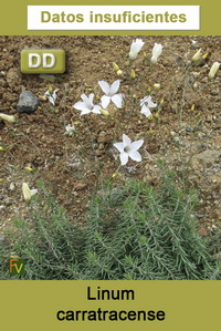 Linum carratracense