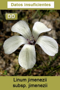 Linum jimenezii jimenezii