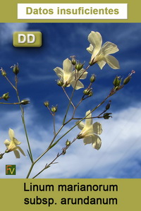 Linum marianorum arundanum