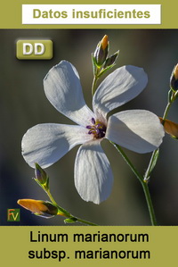 Linum marianorum marianorum