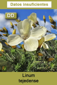 Linum tejedense