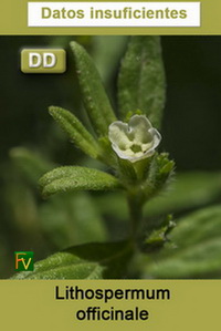 Lithospermum officinale