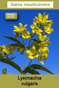 Lysimachia vulgaris
