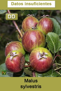 Malus sylvestris