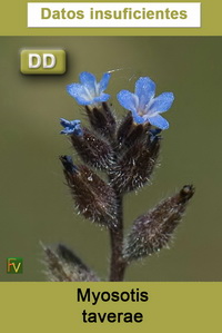 Myosotis taverae