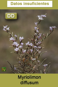 Myriolimon diffusum