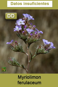 Myriolimon ferulaceum