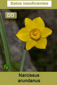 Narcissus arundanus